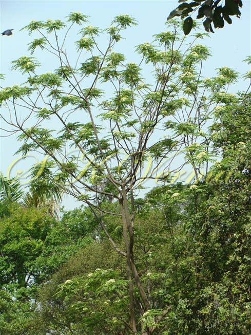  Plant